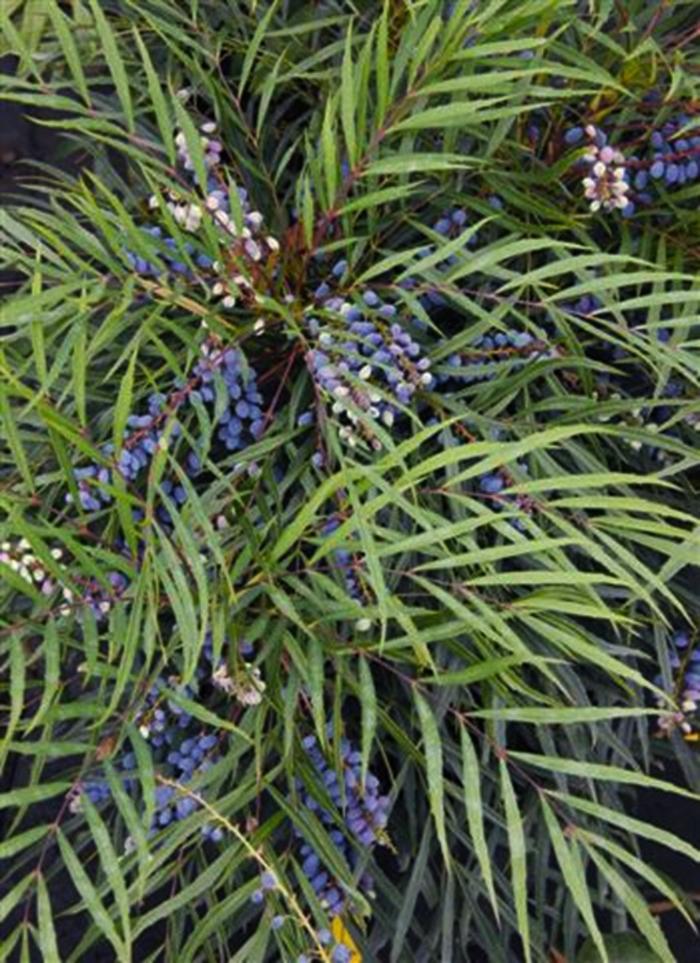Mahonia confusa Indigo Flair™
