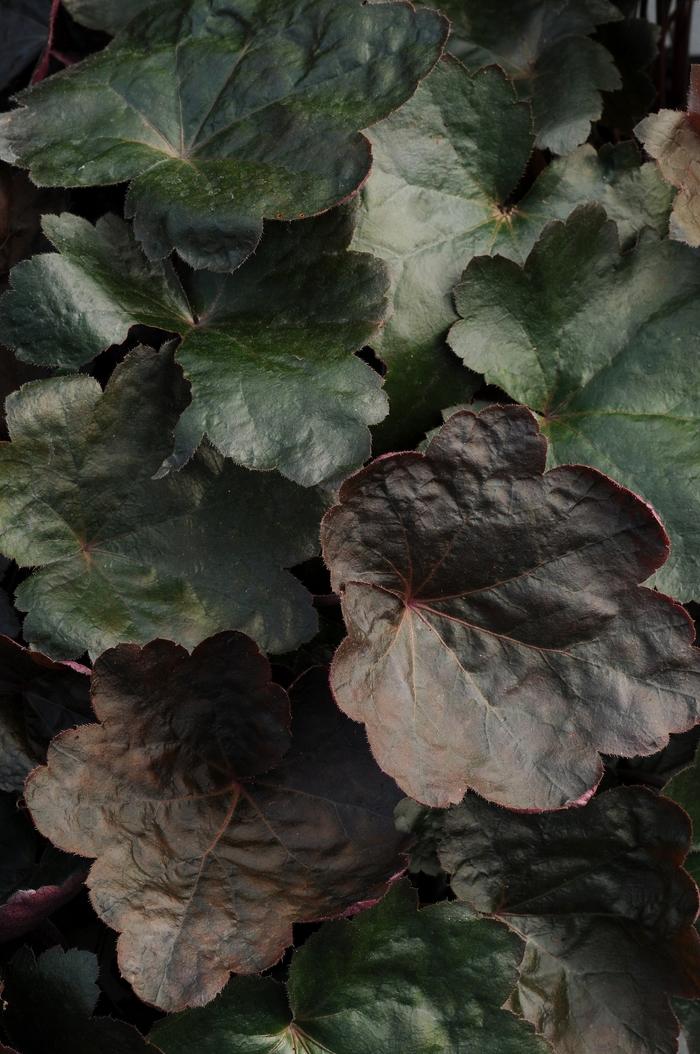 Heuchera Carnival Black Olive