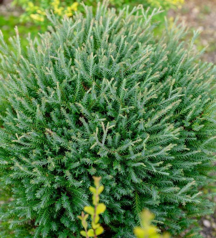 Thuja occidentalis Pancake™