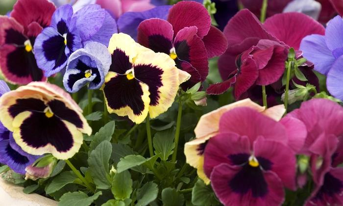 Viola x wittrockiana Coastal Sunrise Mix