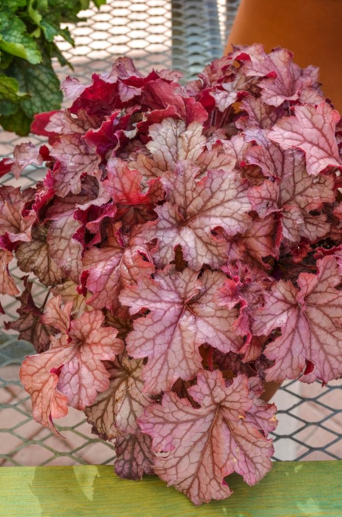 Heuchera Carnival Peach Parfait