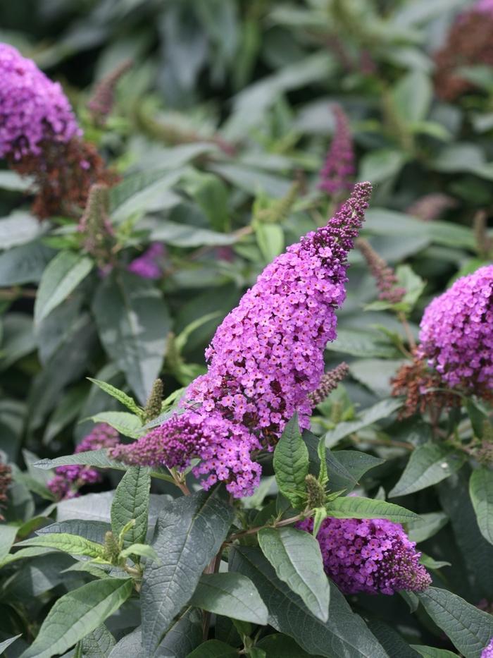 Buddleia Pugster Periwinkle®