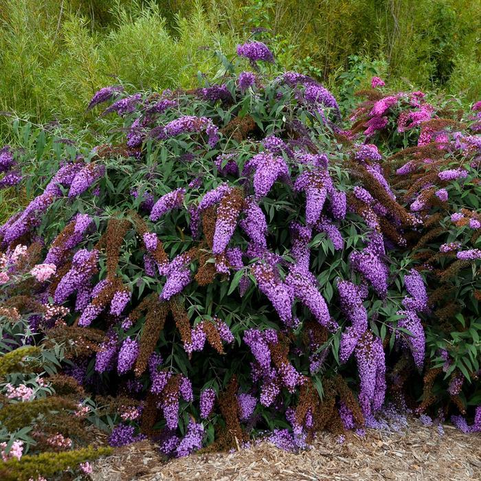 Buddleia Violet Cascade