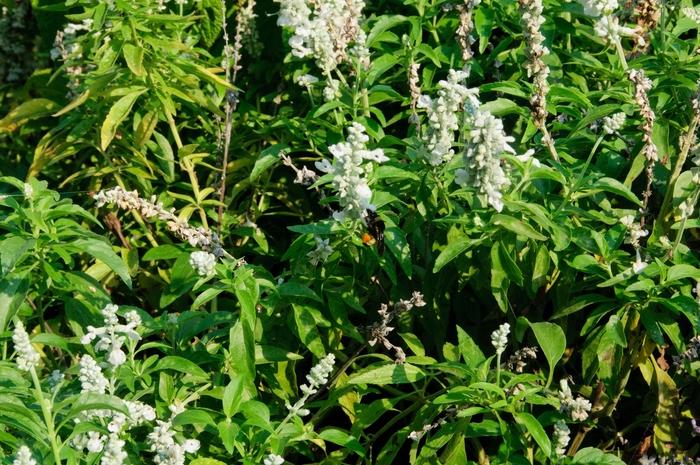 Salvia farinacea Evolution® White