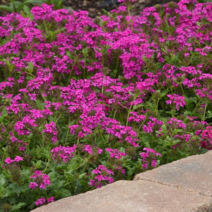 Verbena canadensis Homestead Hot Pink
