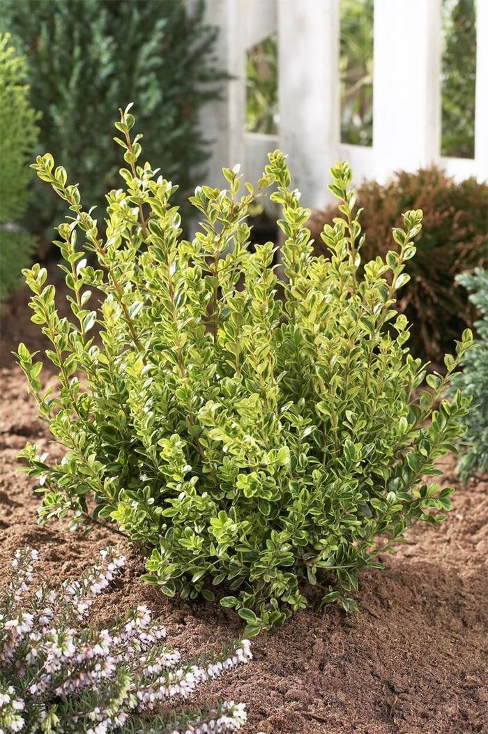 Buxus microphylla Golden Dream