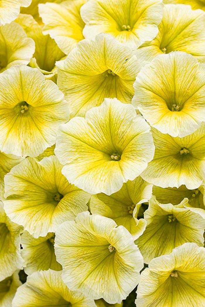 Petunia Supertunia® Limoncello®