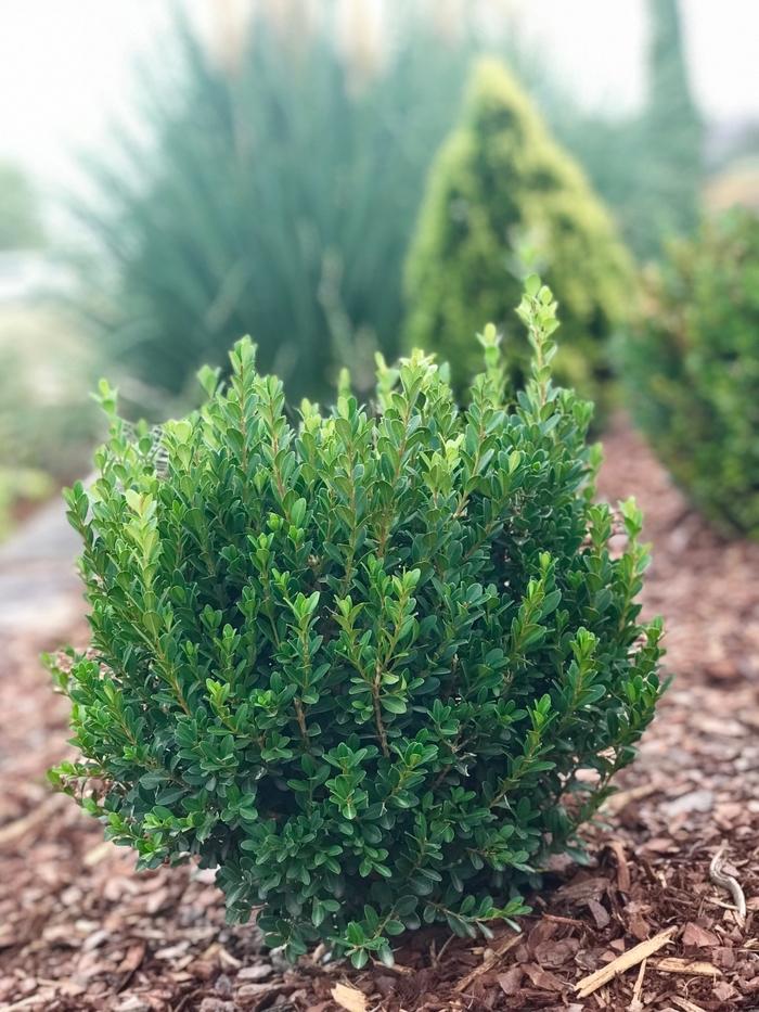 Buxus microphylla var. japonica Baby Jade™