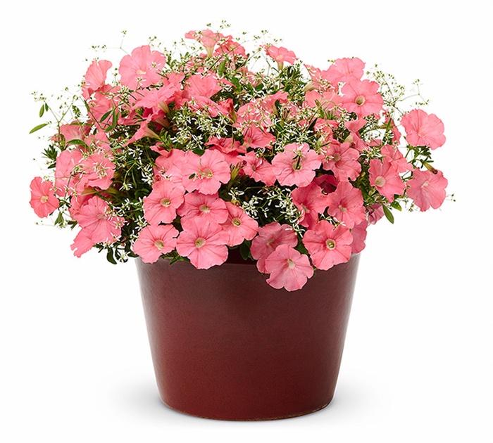Petunia Supertunia® Bermuda Beach®