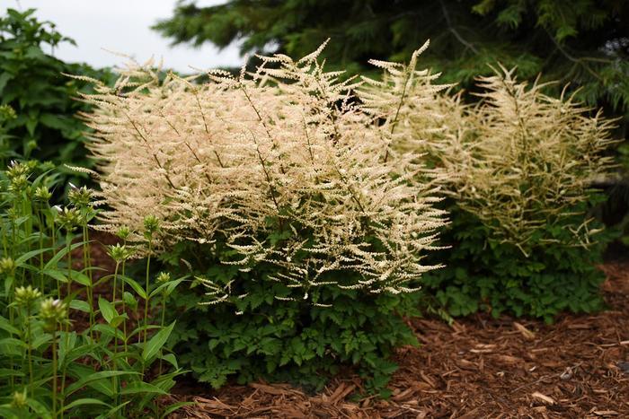 Aruncus Chantilly Lace