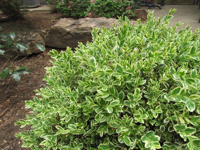 Buxus sempervirens Emerald Moon™