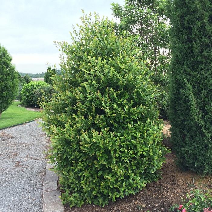 Prunus caroliniana Centre Court™