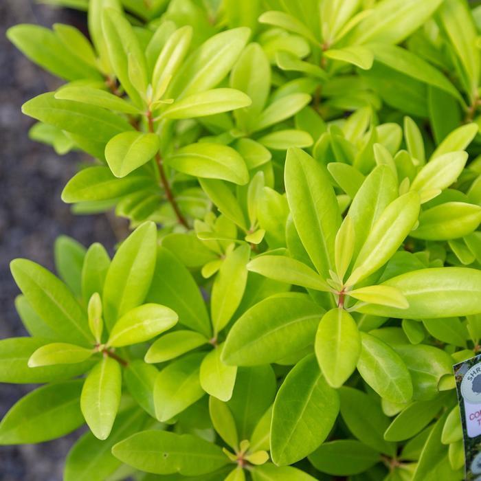Illicium parviflorum Florida Sunshine