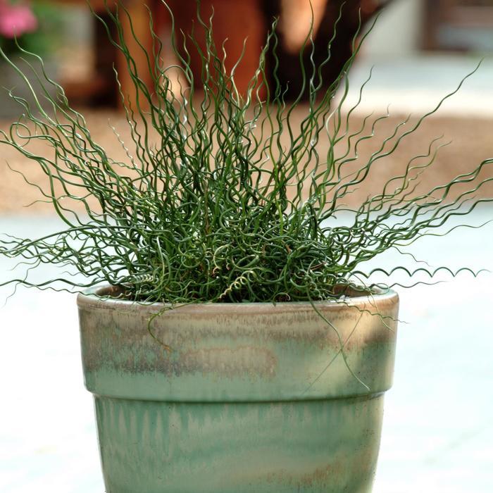 Juncus effusus Big Twister