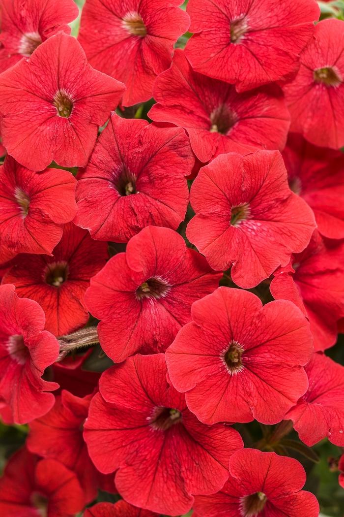 Petunia Supertunia® Really Red