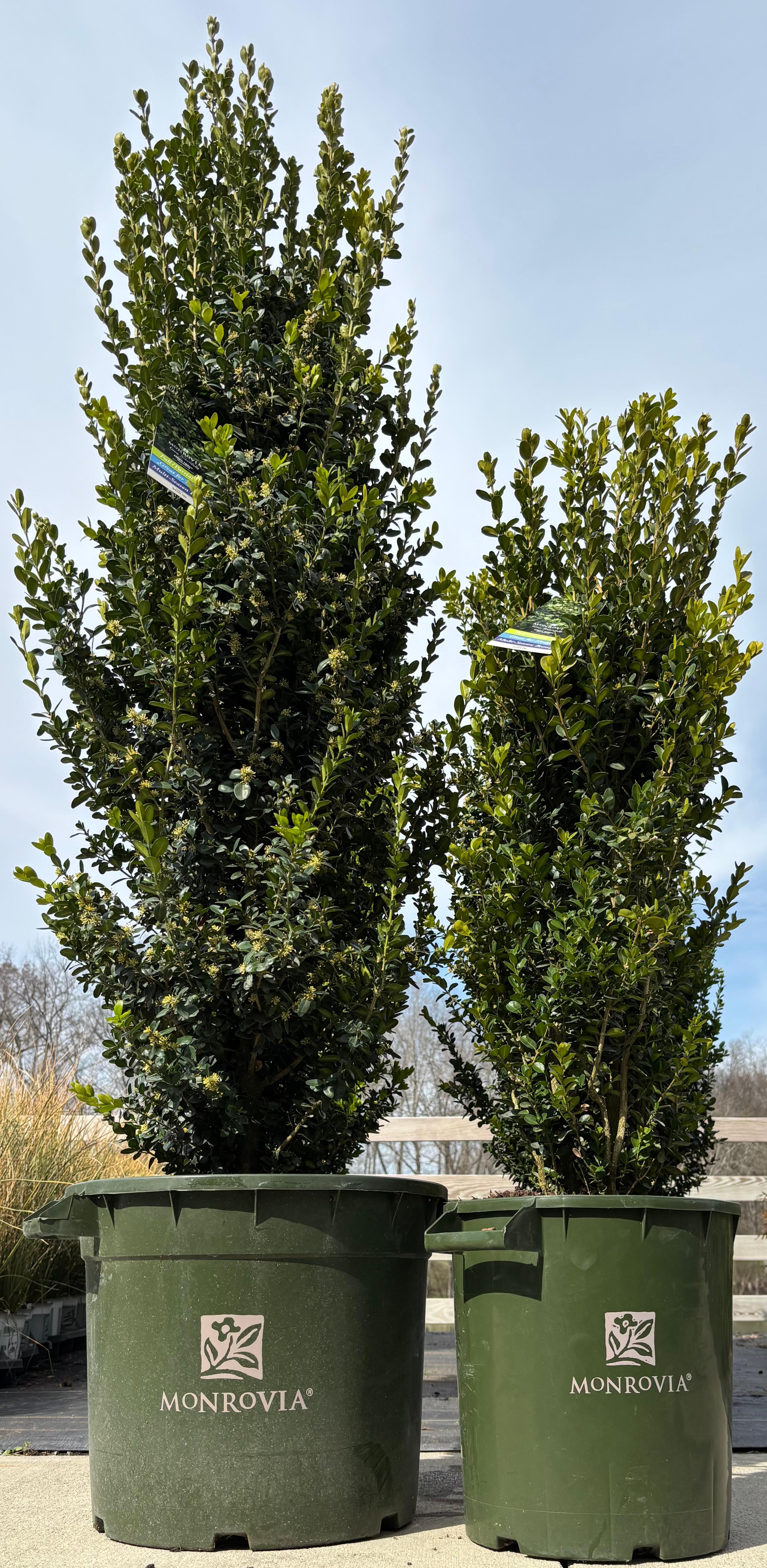 Buxus sempervirens 'Green Tower®'