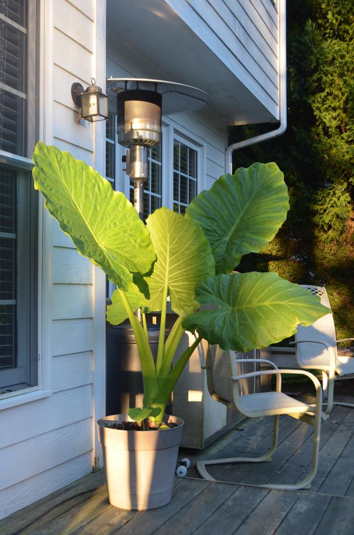 Alocasia macrorrhiza Odora
