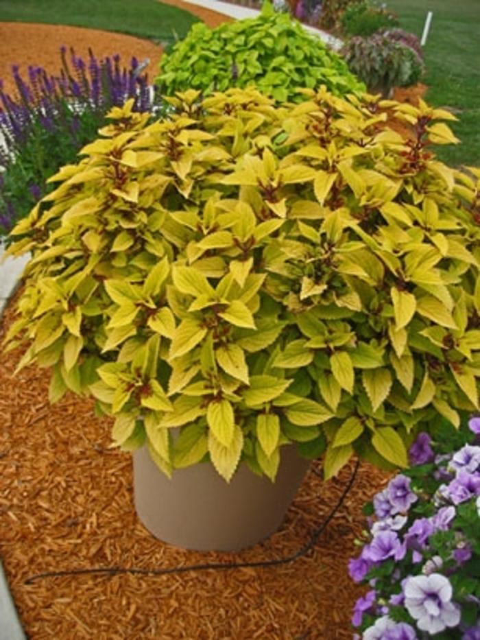 Coleus scutellarioides Pineapple