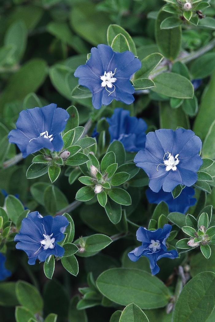 Evolvulus nuttallianus Blue Daze