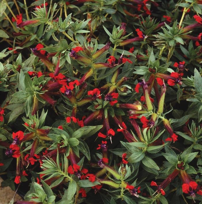 Cuphea purpurea Firecracker