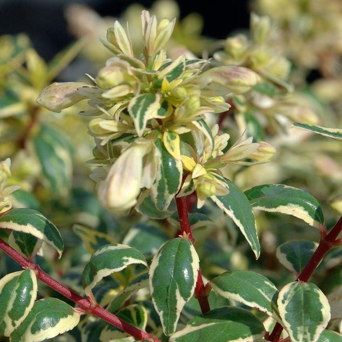 Abelia x grandiflora Suntastic™ Radiance