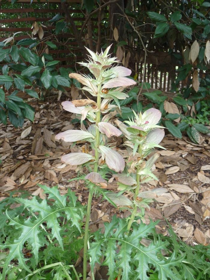 Acanthus spinosus