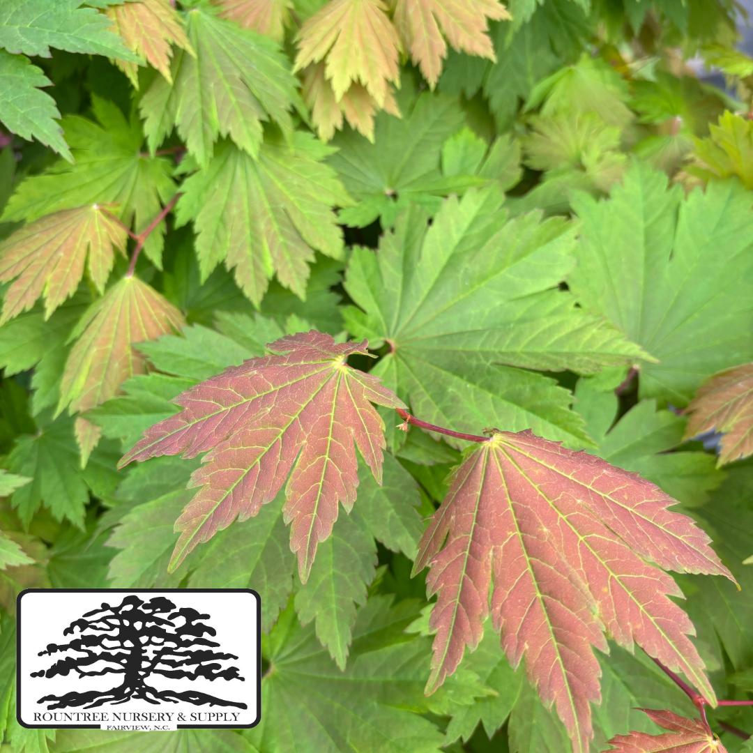 Japanese Maple 'Emmett's Pumpkin' - Spring Color