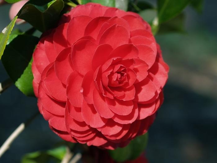Camellia japonica Black Tie