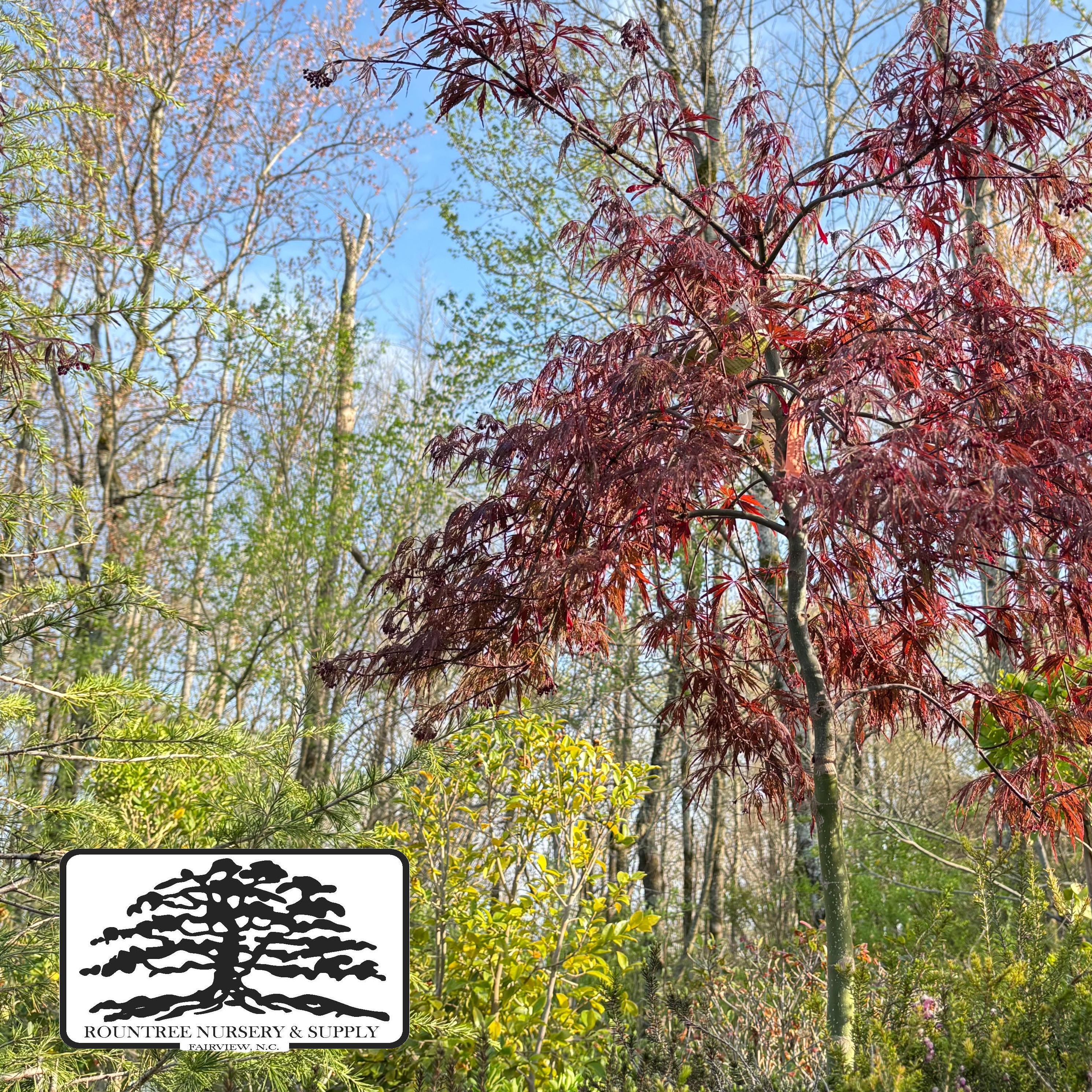 Japanese Maple 'Ever Red' - Spring Color