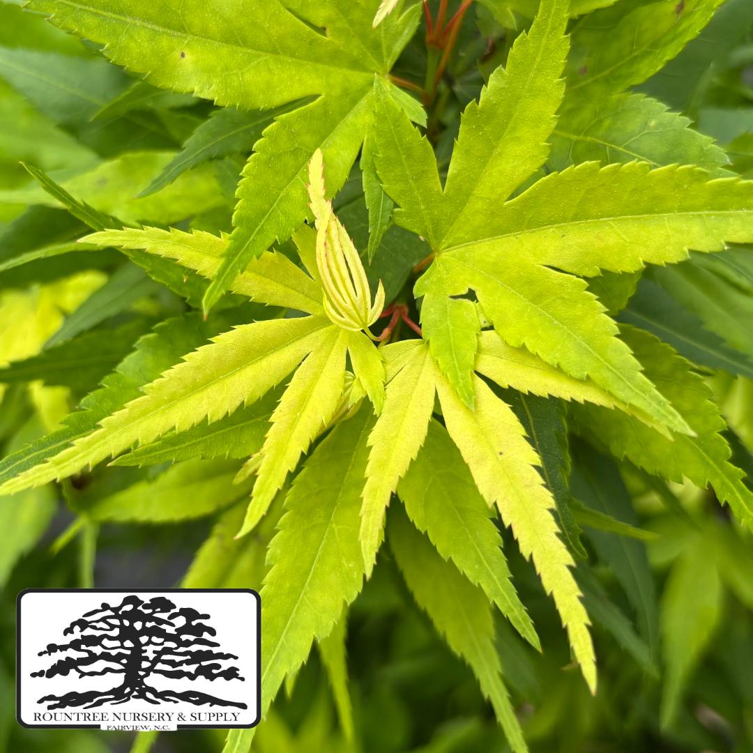 Japanese Maple 'Kiyohime Yatsubusa' - Spring Color