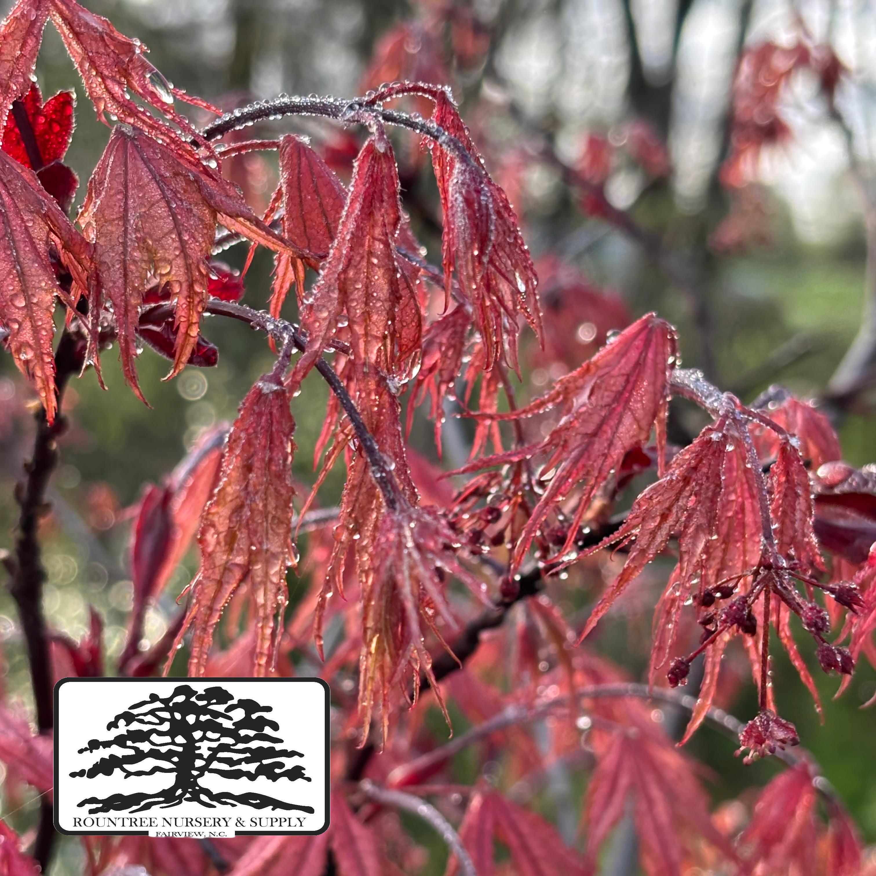 Japanese Maple 'Olsens Frosted Strawberry' - Spring Color