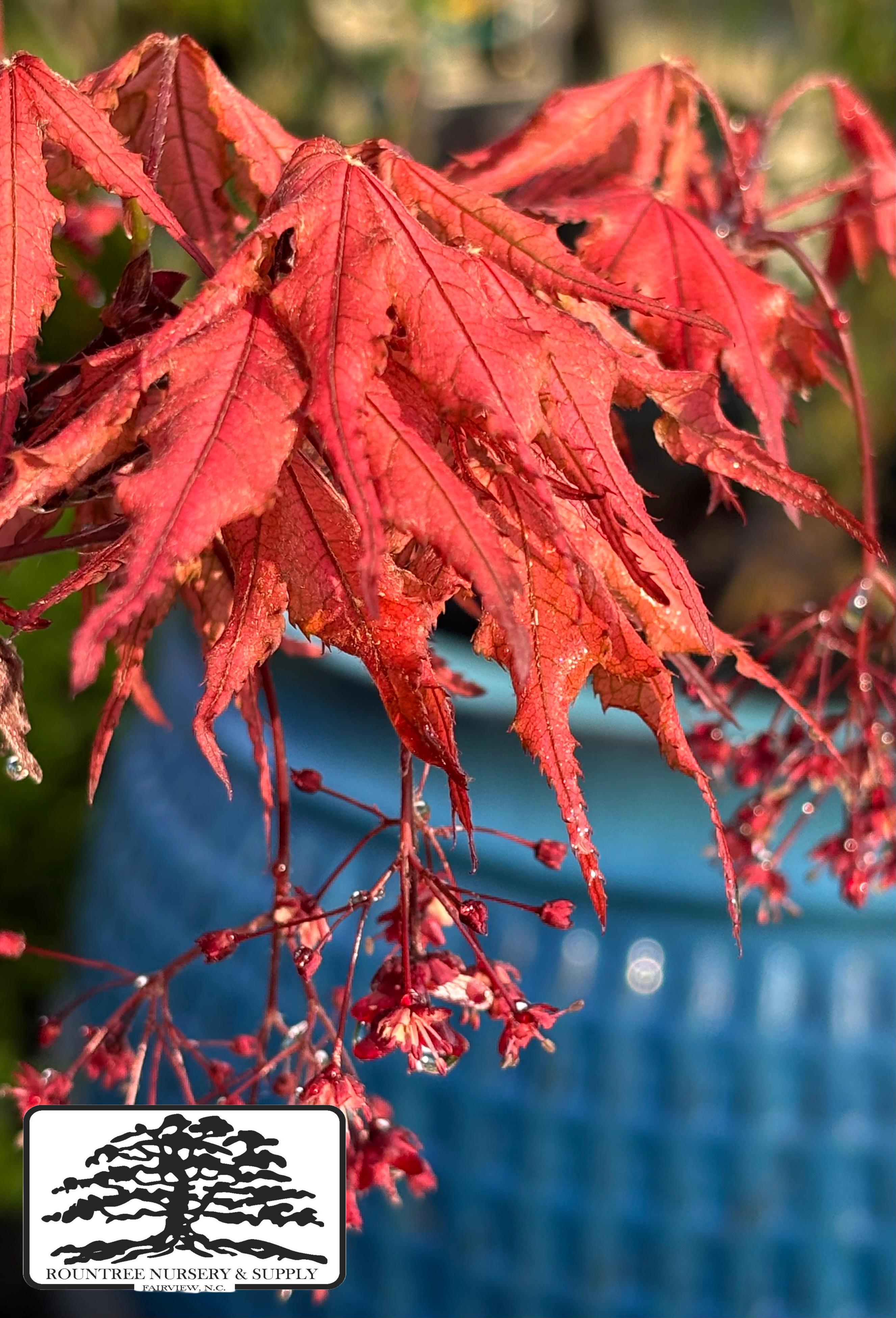 Japanese Maple 'Purple Ghost' - Spring Color
