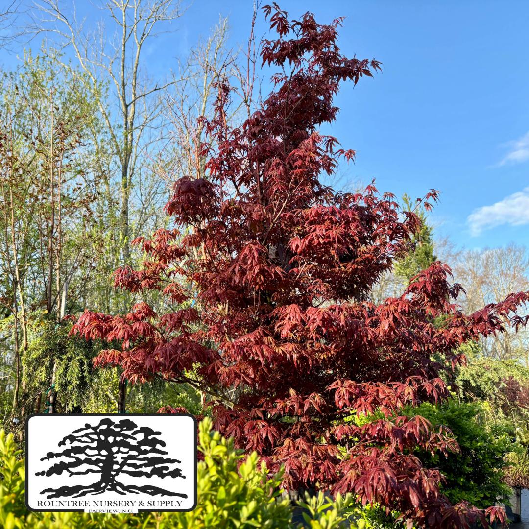 Japanese Maple 'Winter's Columnar Red' - Spring Color
