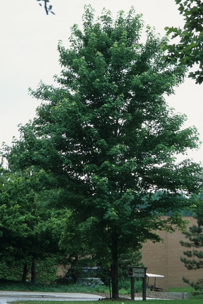 Acer x freemanii Celebration®