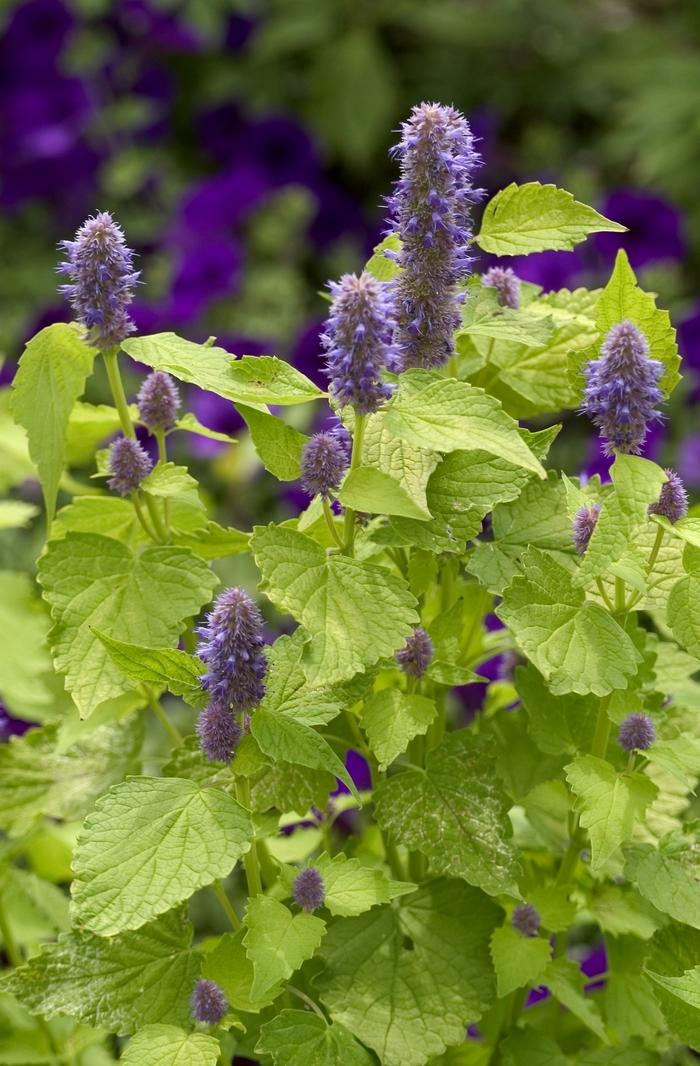 Agastache foeniculum Golden Jubilee