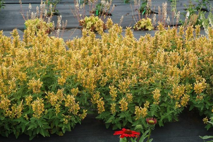 Agastache Poquito™ Butter Yellow