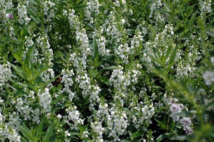 Angelonia angustifolia Serena® White