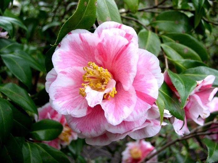 Camellia japonica Herme