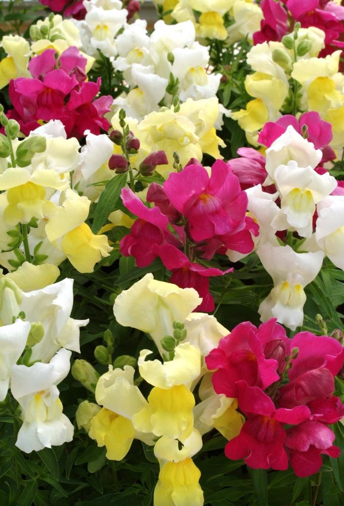 Antirrhinum majus Snapshot™ Spring Mix