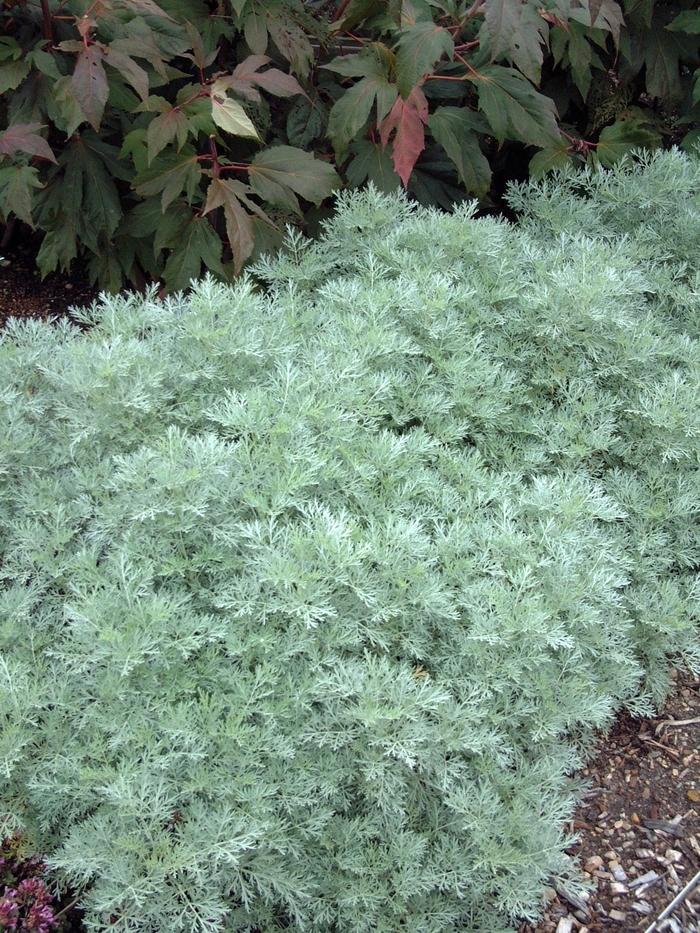 Artemisia Powis Castle