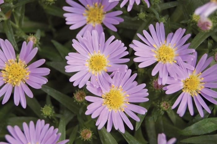 Aster novi-belgii Wood's Light Blue