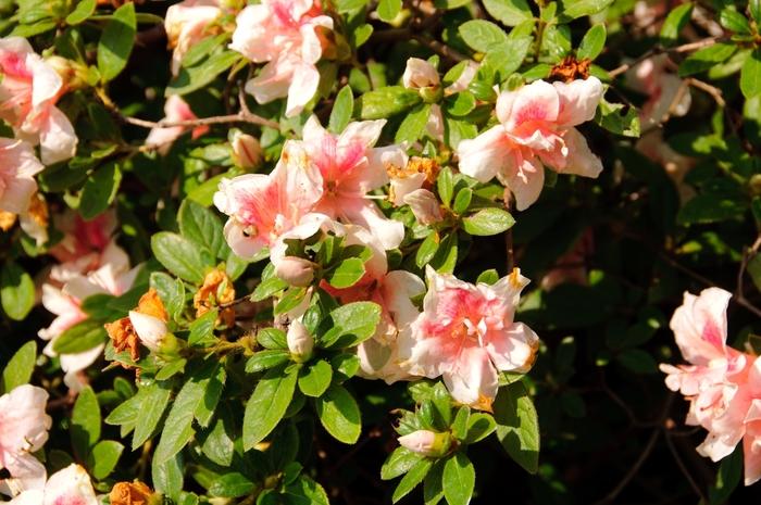 Rhododendron Encore® Autumn Belle®