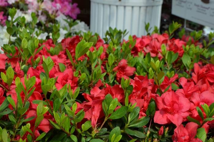 Rhododendron Encore® Autumn Bonfire®