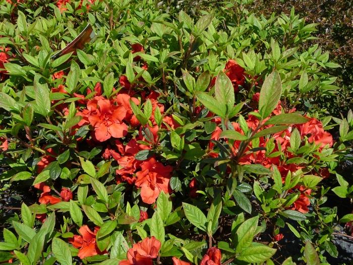 Rhododendron Encore® Autumn Embers™
