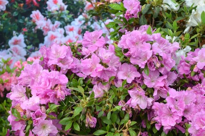 Rhododendron Encore® Autumn Lilac®