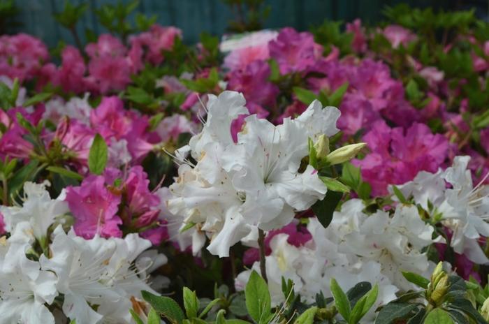 Rhododendron Encore® Autumn Lily®