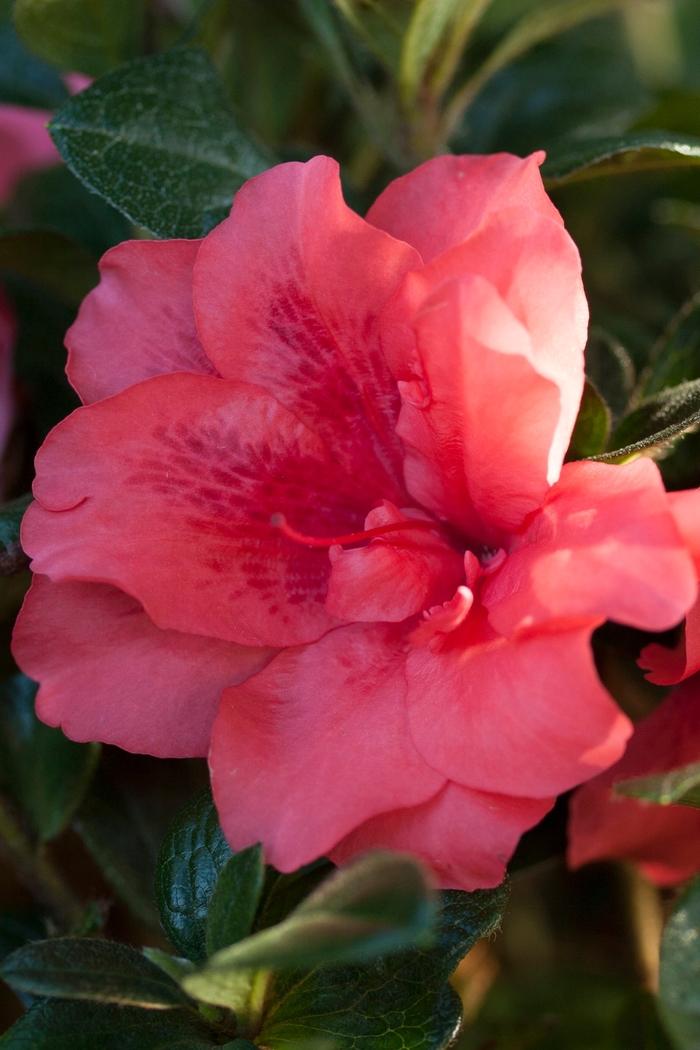 Rhododendron Encore® Autumn Princess®