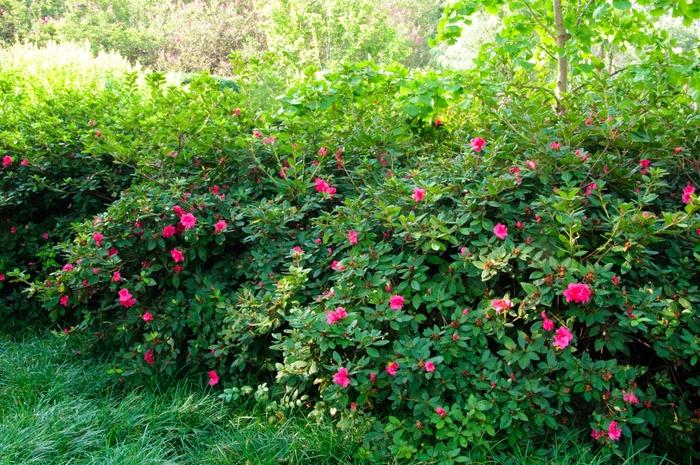 Rhododendron Encore® Autumn Rouge®