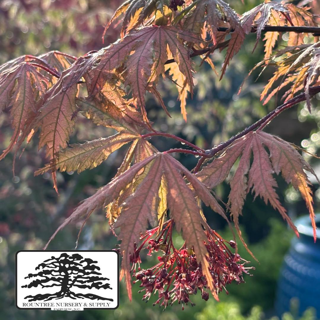 Japanese Maple 'Ariadne' - Spring Color