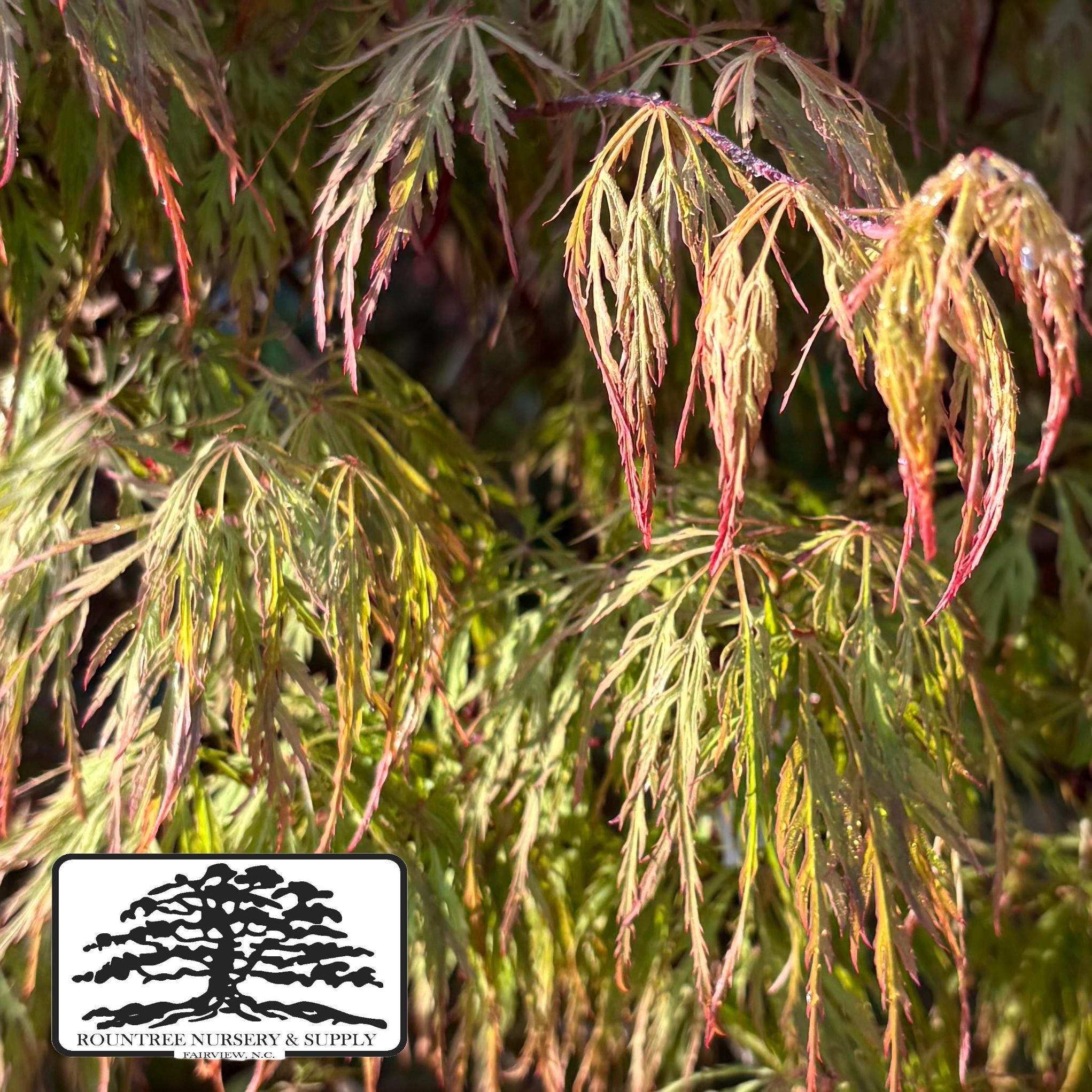 Japanese Maple 'Baldsmith' - Spring Color